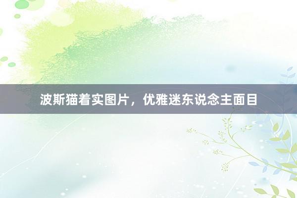 波斯猫着实图片，优雅迷东说念主面目