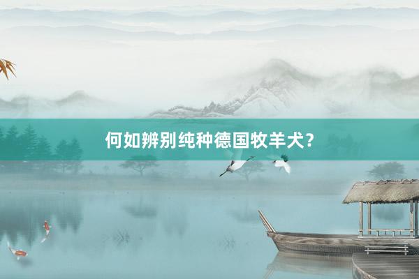 何如辨别纯种德国牧羊犬?